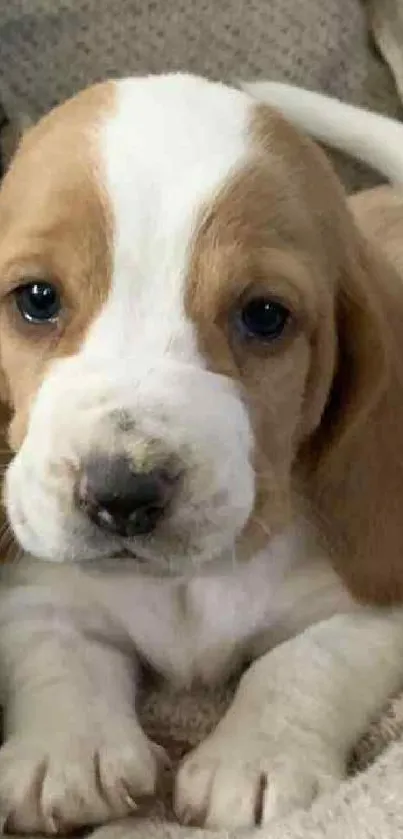 Adorable beagle puppy lying on a cozy blanket.