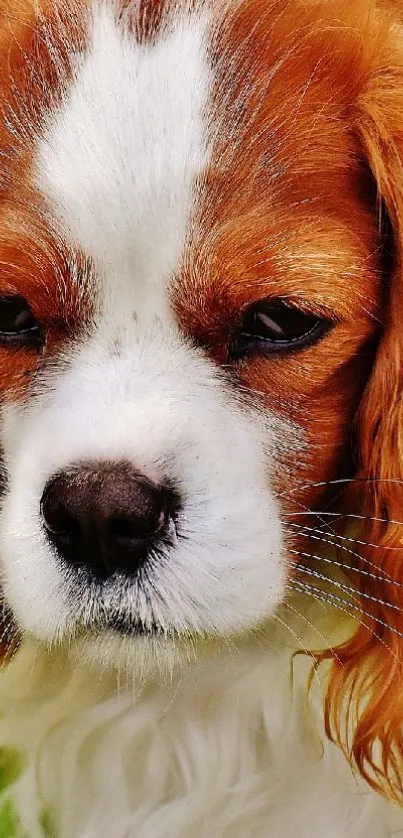 Cute Cavalier King Charles Spaniel puppy on green grass.