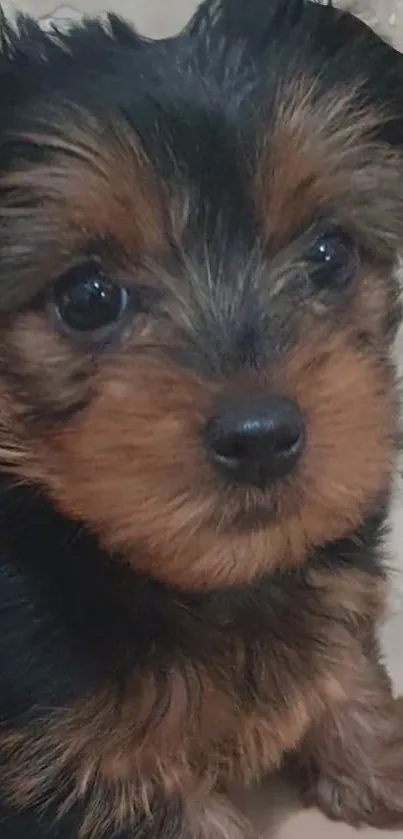 Close-up of an adorable puppy with a brown and black coat, ideal for phone wallpaper.