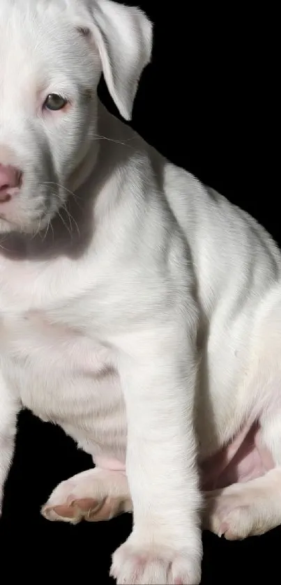 Cute white puppy with pink nose on black background wallpaper.