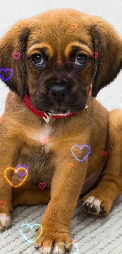 Cute brown puppy with red collar sitting on carpet wallpaper.