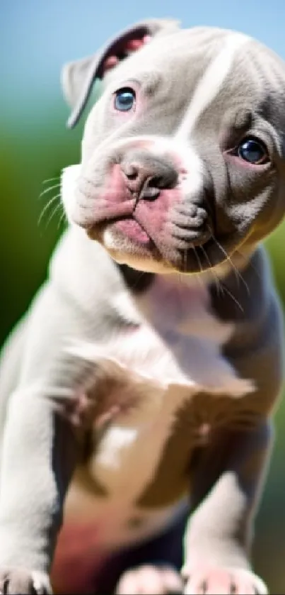 Adorable puppy posing for mobile wallpaper, perfect for dog lovers.