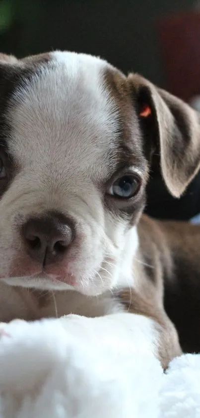 Adorable brown and white puppy on a cozy blanket.