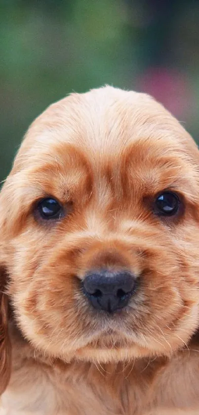 Adorable golden puppy sitting on a polka dot blanket against a lush green backdrop.