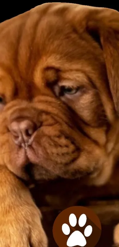 Cute brown puppy with a paw print icon.