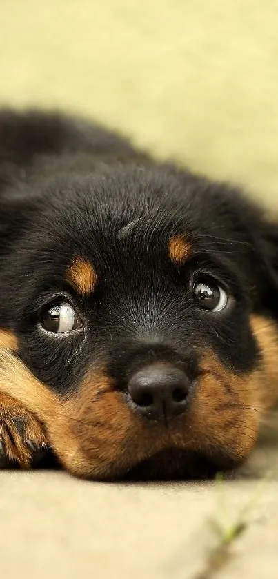 Adorable black and tan puppy resting on the floor, perfect for wallpaper.