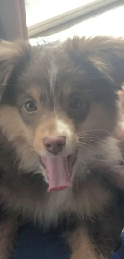 Adorable fluffy puppy with mouth open.