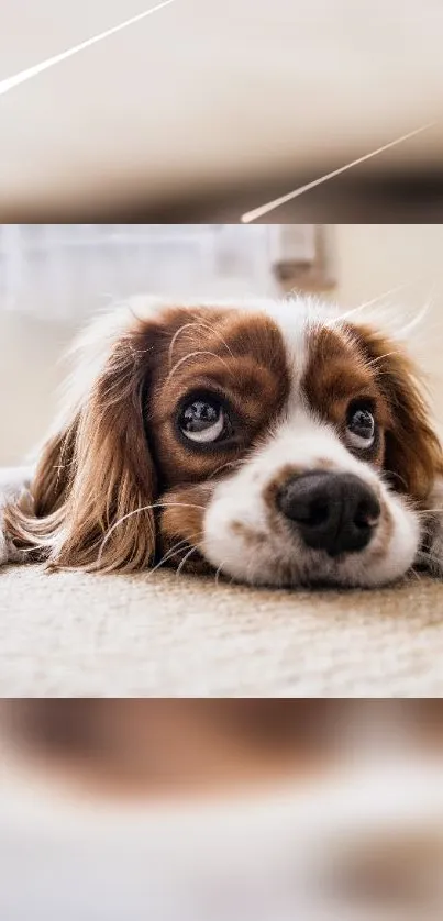 Adorable puppy resting on a carpet, perfect for a mobile wallpaper.