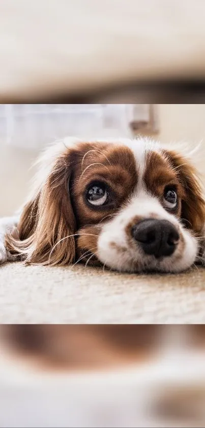 Cute puppy lying on a carpet with a soft background.