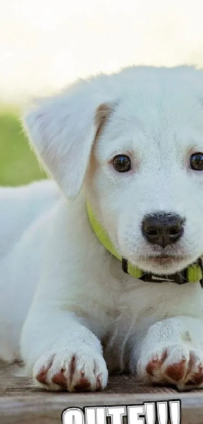 White puppy lying down with cute expression.