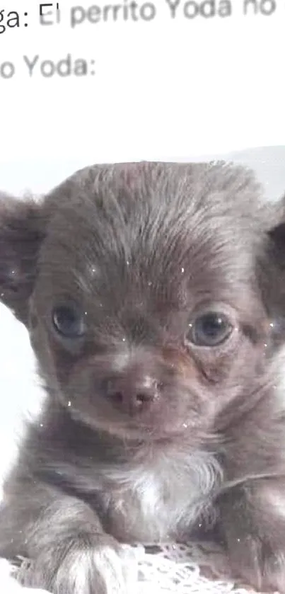 Adorable small puppy with big ears, light gray fur.