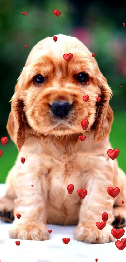 Adorable Cocker Spaniel puppy with golden fur on a green background.