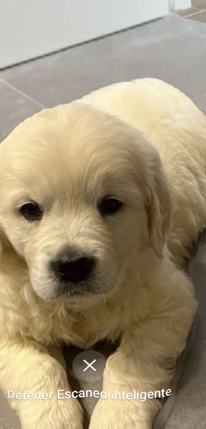 Adorable golden puppy on gray tile floor background.