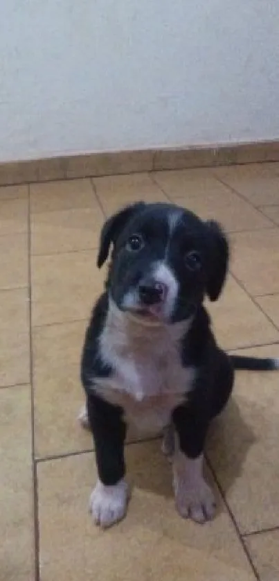 Cute black and white puppy sitting indoors on a tiled floor.