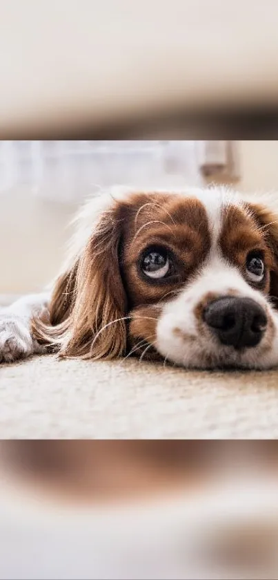 Cute Cavalier King Charles Spaniel puppy lying down.