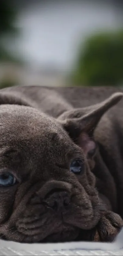 Cute brown puppy resting peacefully in a blurred outdoor setting.