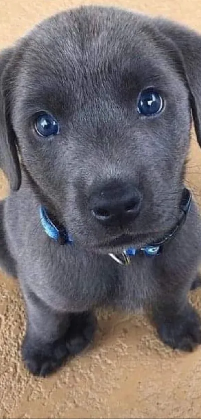 Grey puppy with blue eyes on sandy background wallpaper.