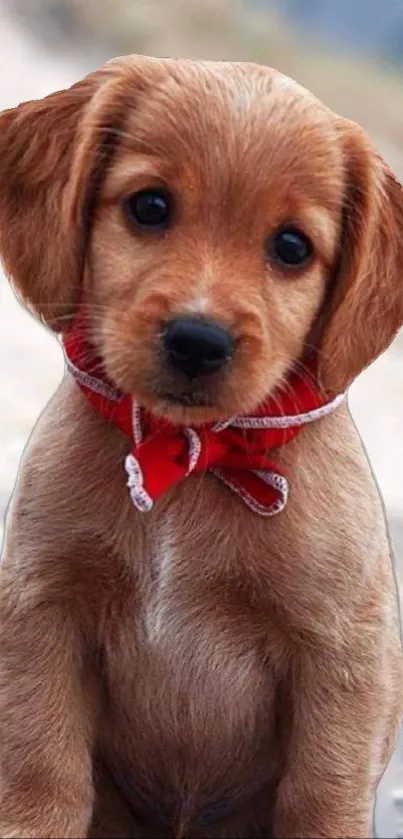 Cute puppy with red bandana mobile wallpaper.