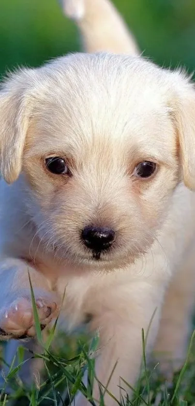 Adorable puppy walking on green grass with a cute expression.