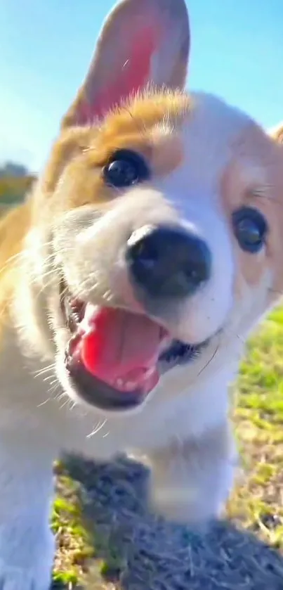 Adorable corgi puppy on grass with blue sky background.