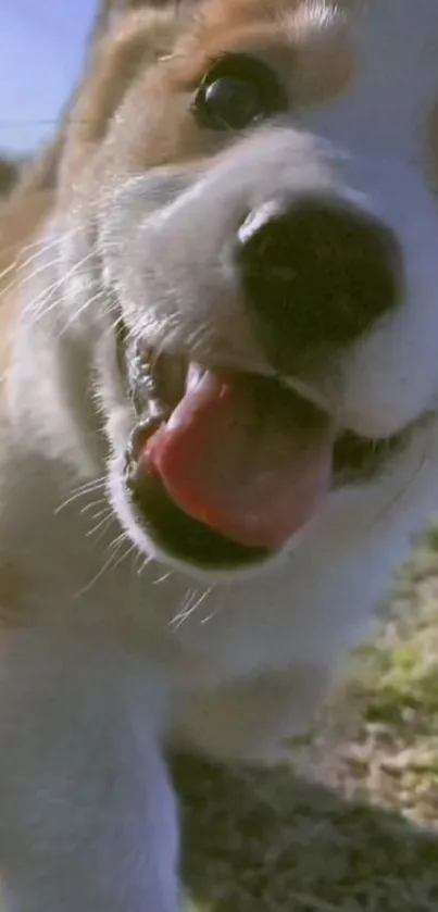 Adorable puppy close-up with happy expression in a sunny outdoor setting.