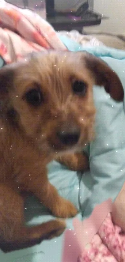 Adorable brown puppy resting on a cozy teal bed.