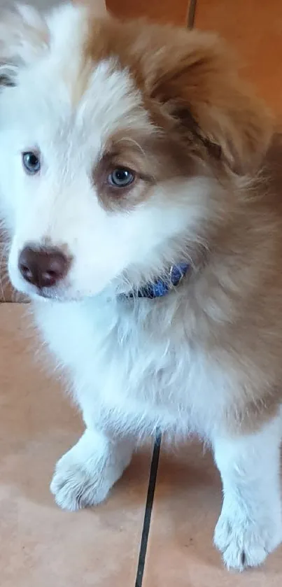 A cute brown and white puppy sitting on a tile floor.