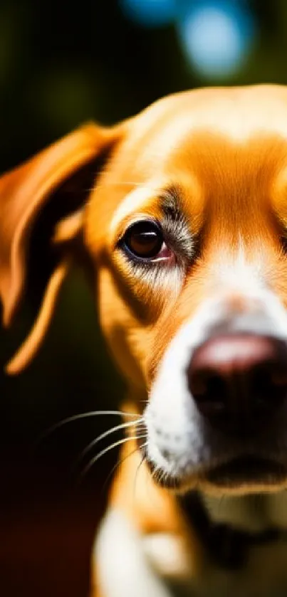 Close-up of a cute dog in golden brown lighting.