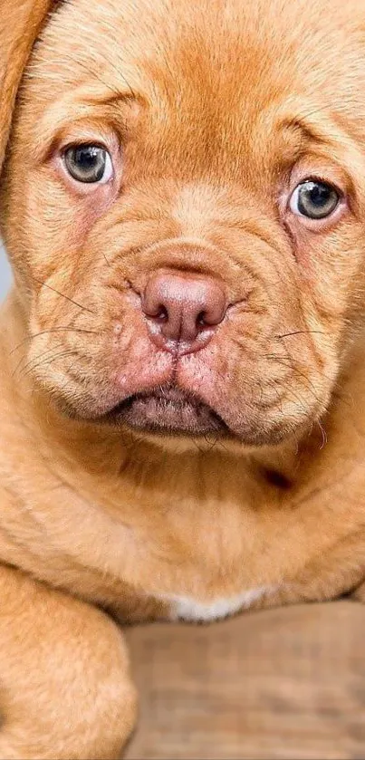 Adorable light brown puppy with expressive eyes.