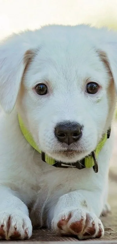 Adorable white puppy with bright collar.