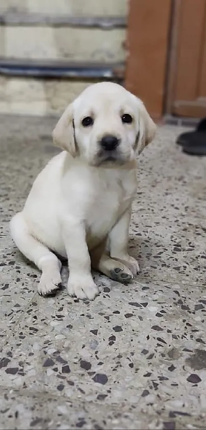 Adorable puppy sitting on a concrete floor looking up.