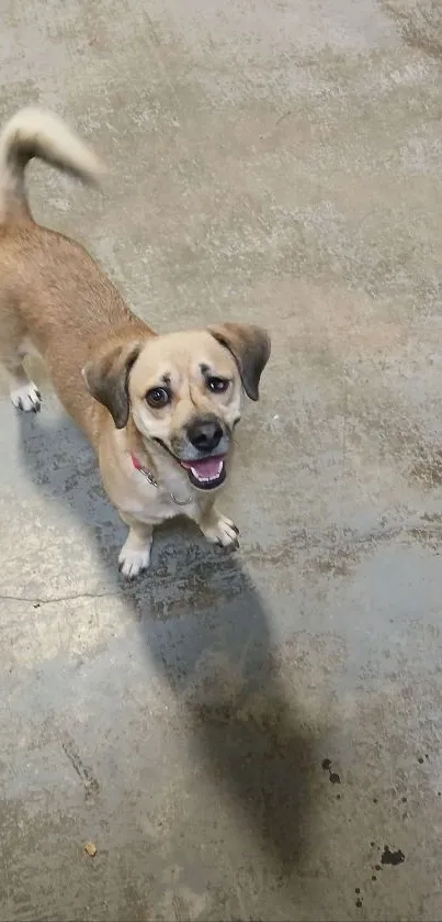 Cute dog smiles on concrete floor.