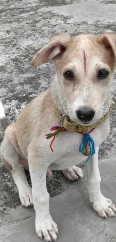 Cute puppy sitting on concrete surface, wearing a collar with colorful strings.