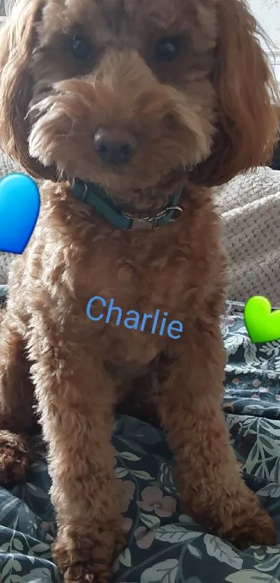 Adorable fluffy puppy with hearts on a bed.