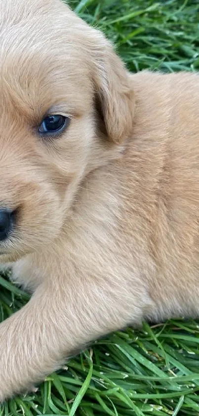 Adorable golden puppy lying on lush green grass.