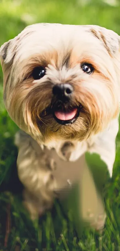 Adorable puppy sitting on lush green grass, looking cheerful and playful.