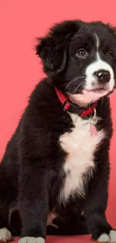 Black and white puppy sitting on a pink background.