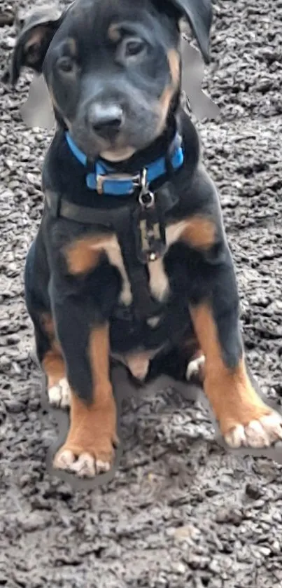 Cute black and tan puppy sitting on rocky ground.