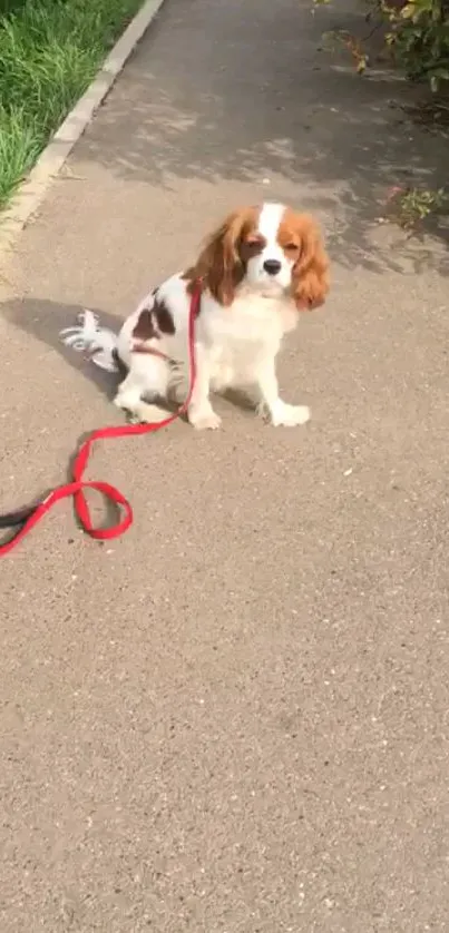 Cute Cavalier King Charles Spaniel sitting with red leash on a sunny sidewalk.