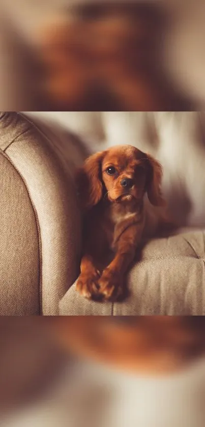 Cute caramel colored puppy resting on a plush sofa.