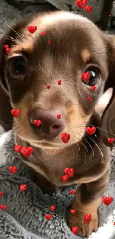 Adorable brown dachshund puppy on a soft blanket looking cute.