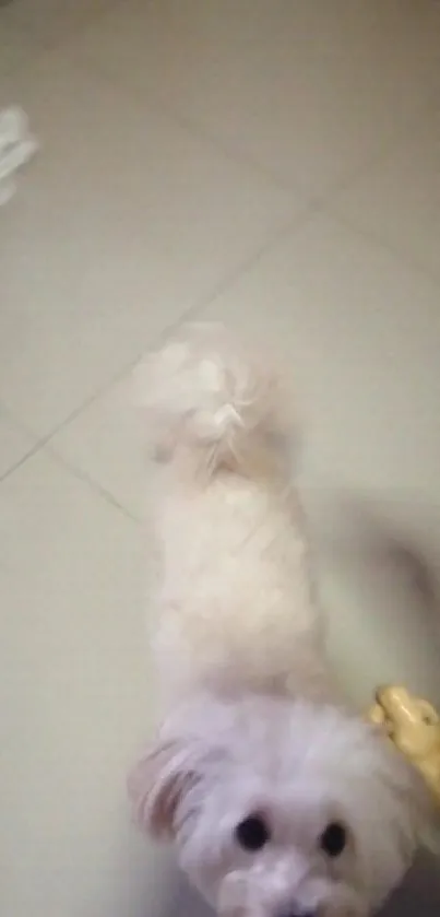 Adorable white puppy standing on a beige tiled floor.