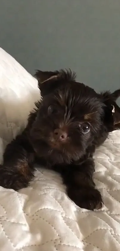 Adorable black puppy on a white quilt, looking up.