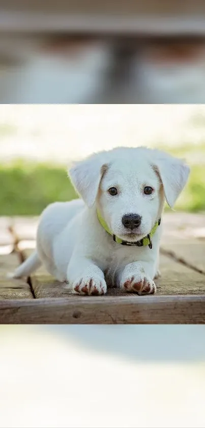 Adorable white puppy on a wooden bridge, sunny day.