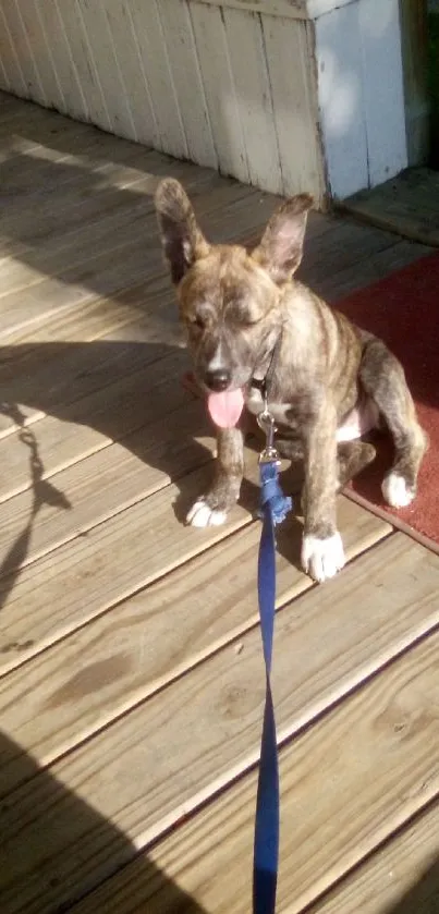 Cute yawning puppy sitting on a wooden deck.