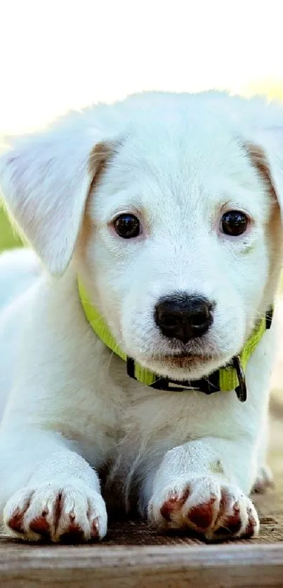 Adorable white puppy on a wooden deck outdoors.