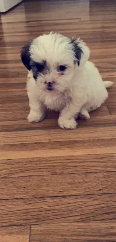 Adorable white and black puppy on wooden floor.