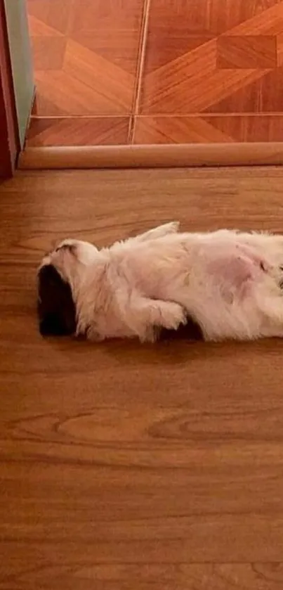 Adorable puppy lying on wooden floor.