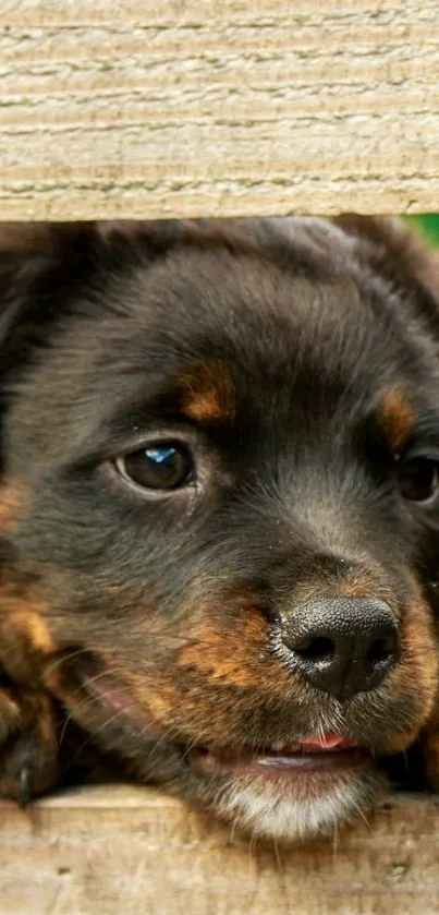 Adorable puppy peeking over a wooden fence.