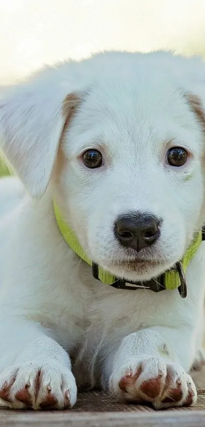 Cute white puppy with green collar lying down.